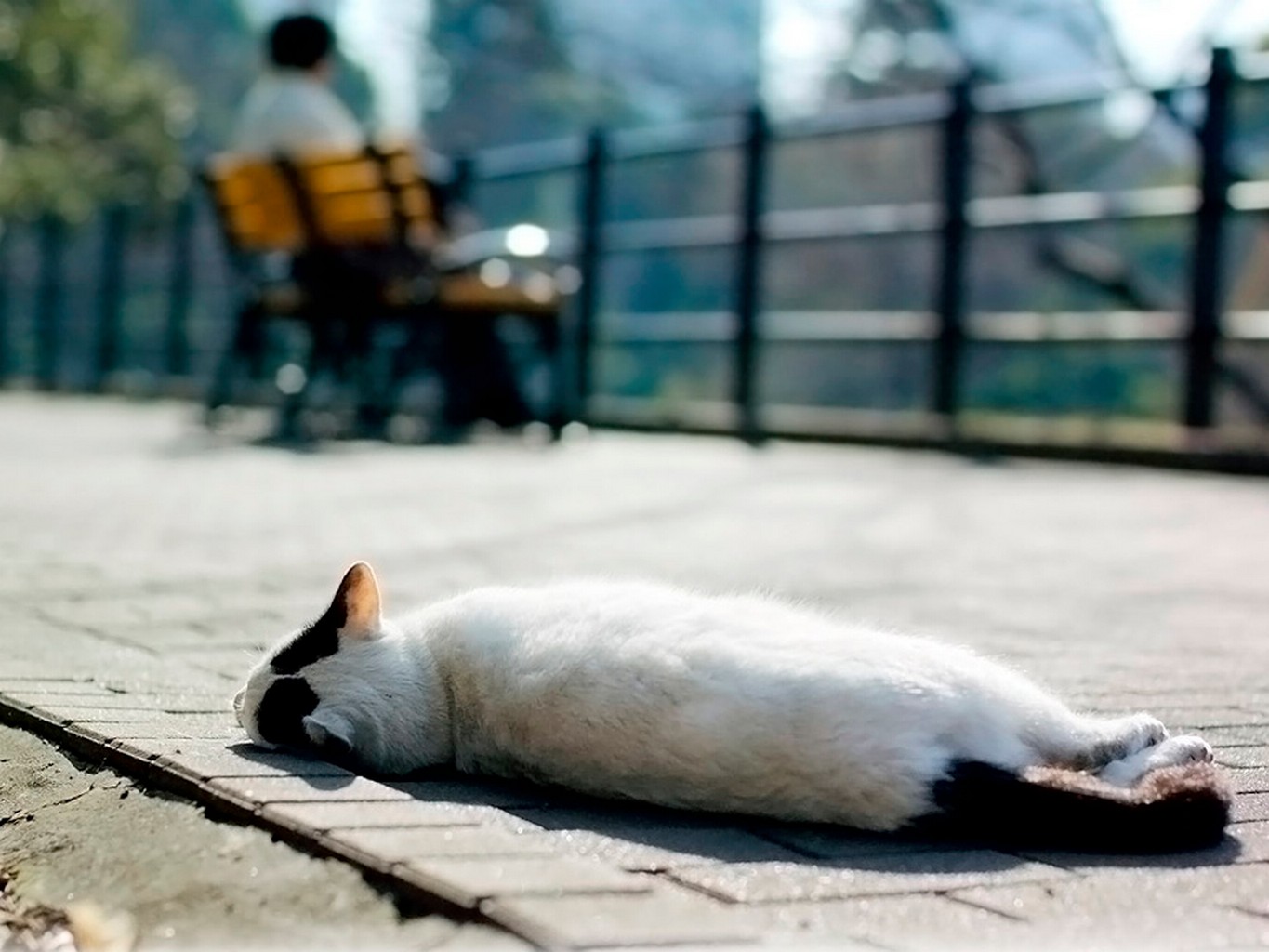 Последний подождать. Кот на тротуаре. Кот издалека. Кот на берегу. Фото кота лежащего на тротуаре.